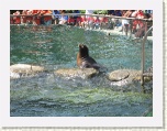 Sea Lion Central Park Zoo New York * 2592 x 1944 * (2.04MB)